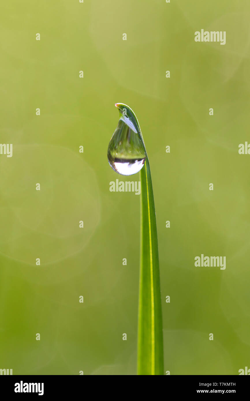 Close-up di dewdrop appesi da lama di erba erba / halm nella prateria / prato Foto Stock