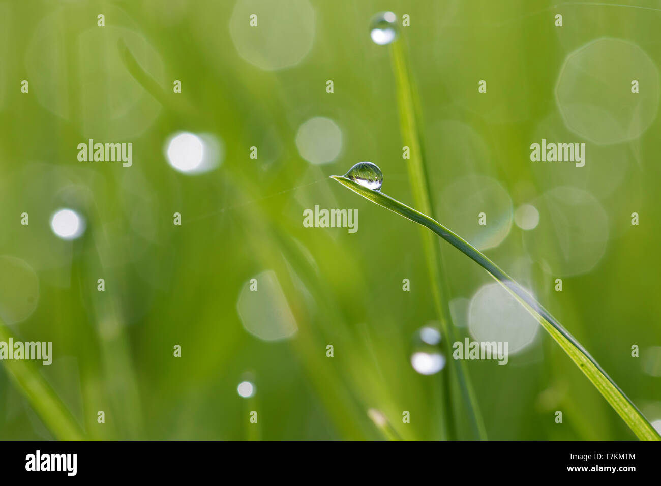 Close-up di dewdrops pendenti da fili di erba / erba halms nella prateria / prato Foto Stock
