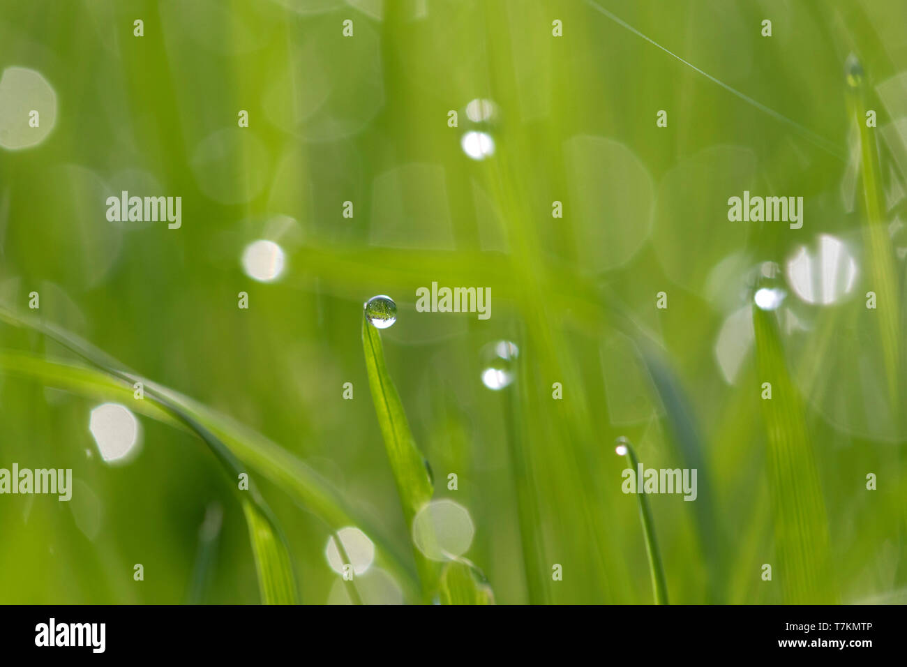 Close-up di dewdrops pendenti da fili di erba / erba halms nella prateria / prato Foto Stock