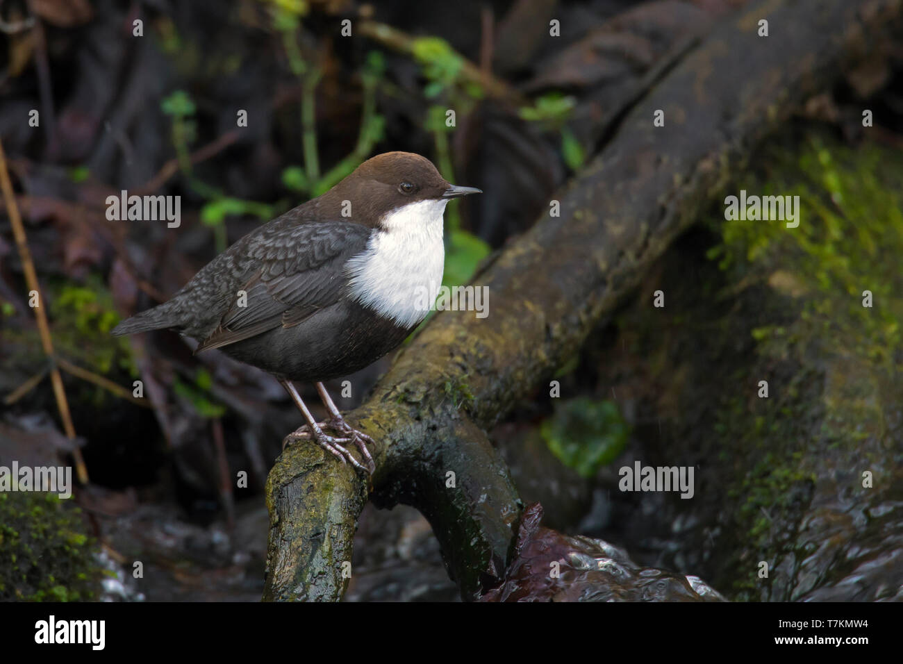 Bianco-throated dipper / Europea bilanciere (Cinclus cinclus aquaticus) appollaiato sulla radice su stream Foto Stock