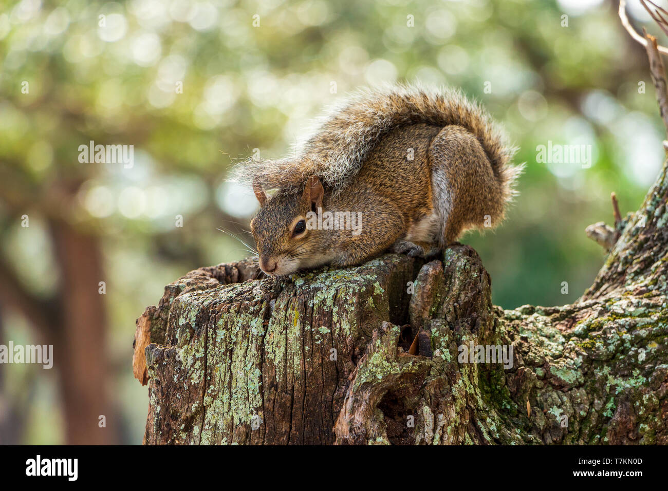 Grigio orientale scoiattolo (Sciurus carolinensis) in posizione difensiva con coda su retro - Topeekeegee Yugnee (TY) Park, Hollywood, Florida, Stati Uniti d'America Foto Stock