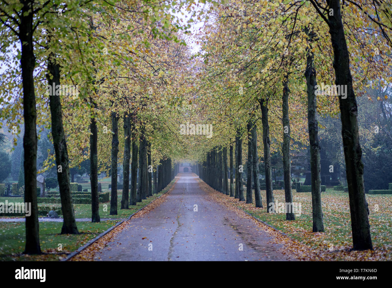 Tree alley su Vestre cimitero in Copenhagen Foto Stock