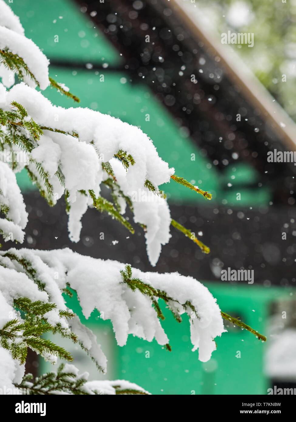 Green House in inverno Foto Stock