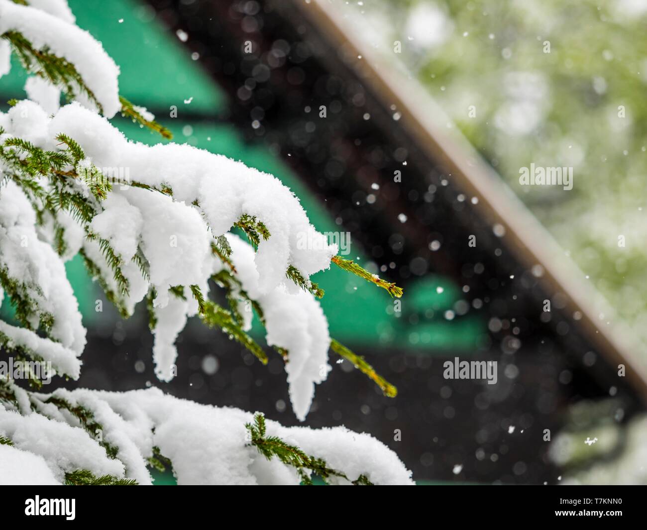 Green House in inverno Foto Stock