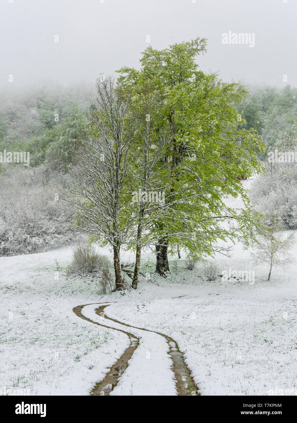 Paese-road a molla durante la neve improvvisa Foto Stock