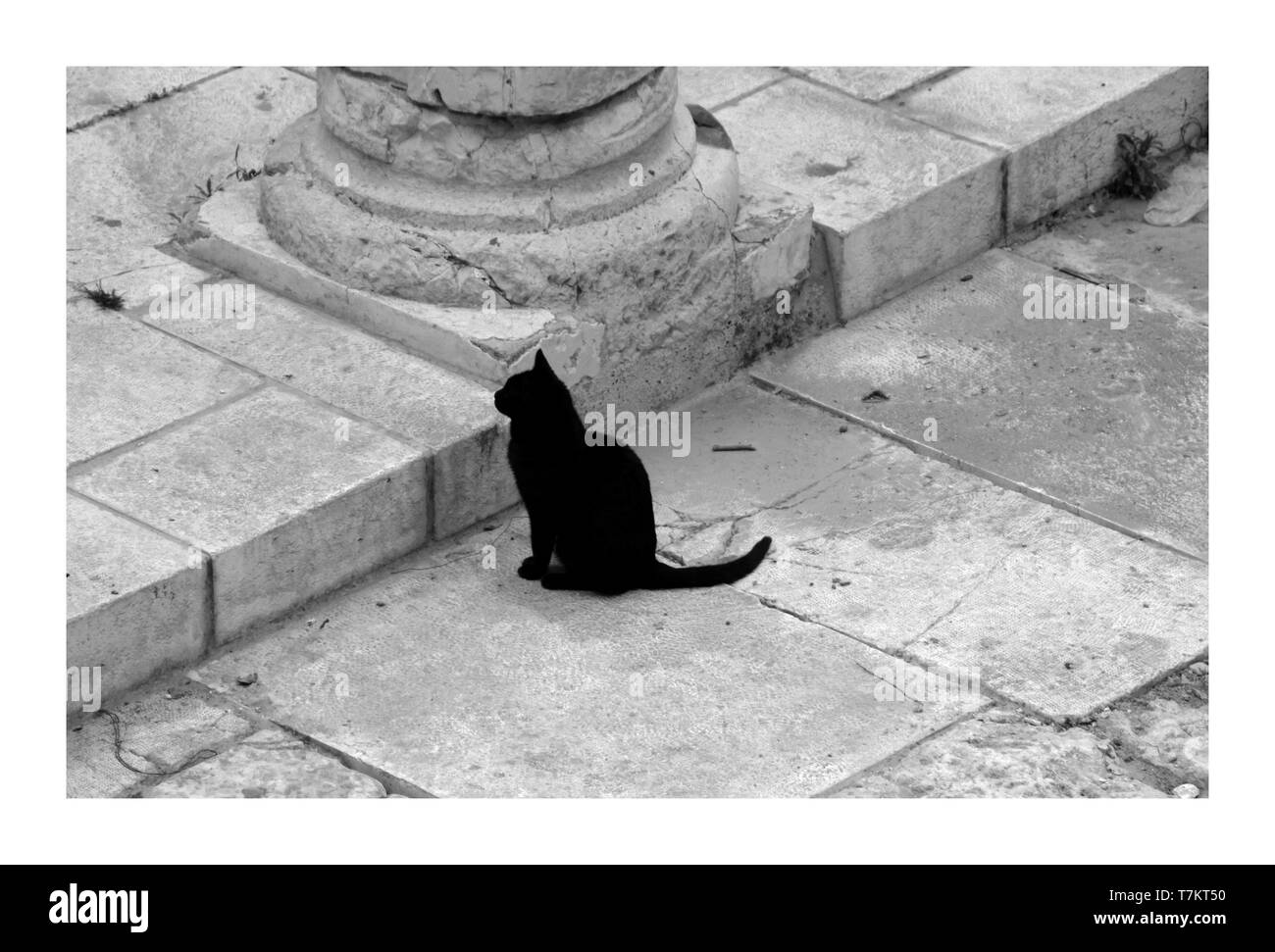 Gatto nero su Gerusalemme lastre di marmo Foto Stock