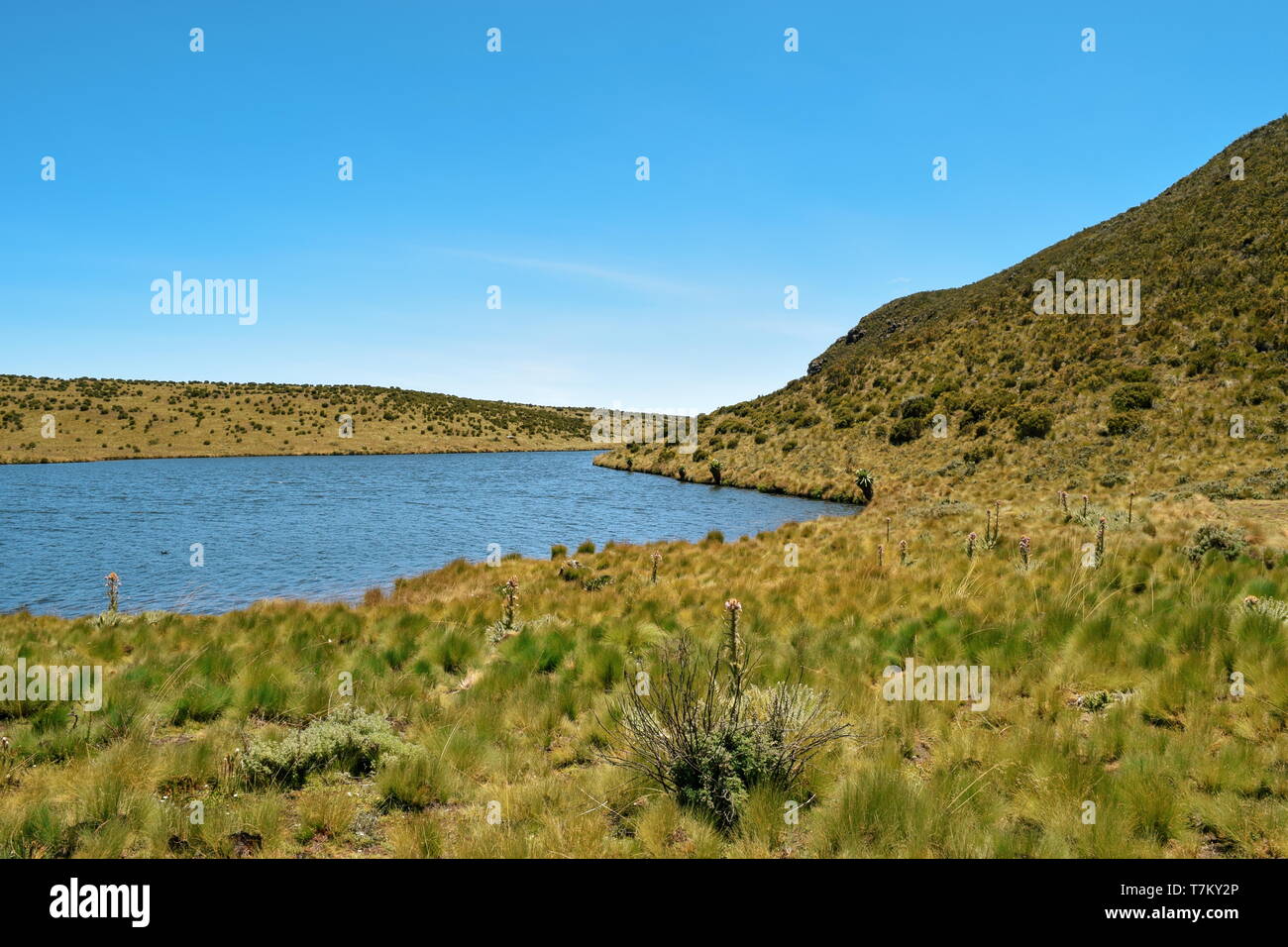 Brughiera ad alta quota nei paesaggi di montagna panoramici del Monte Kenya Foto Stock