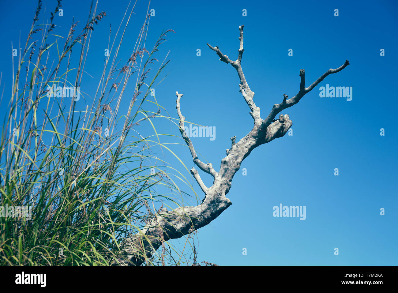 Erba e un ramo secco Foto Stock