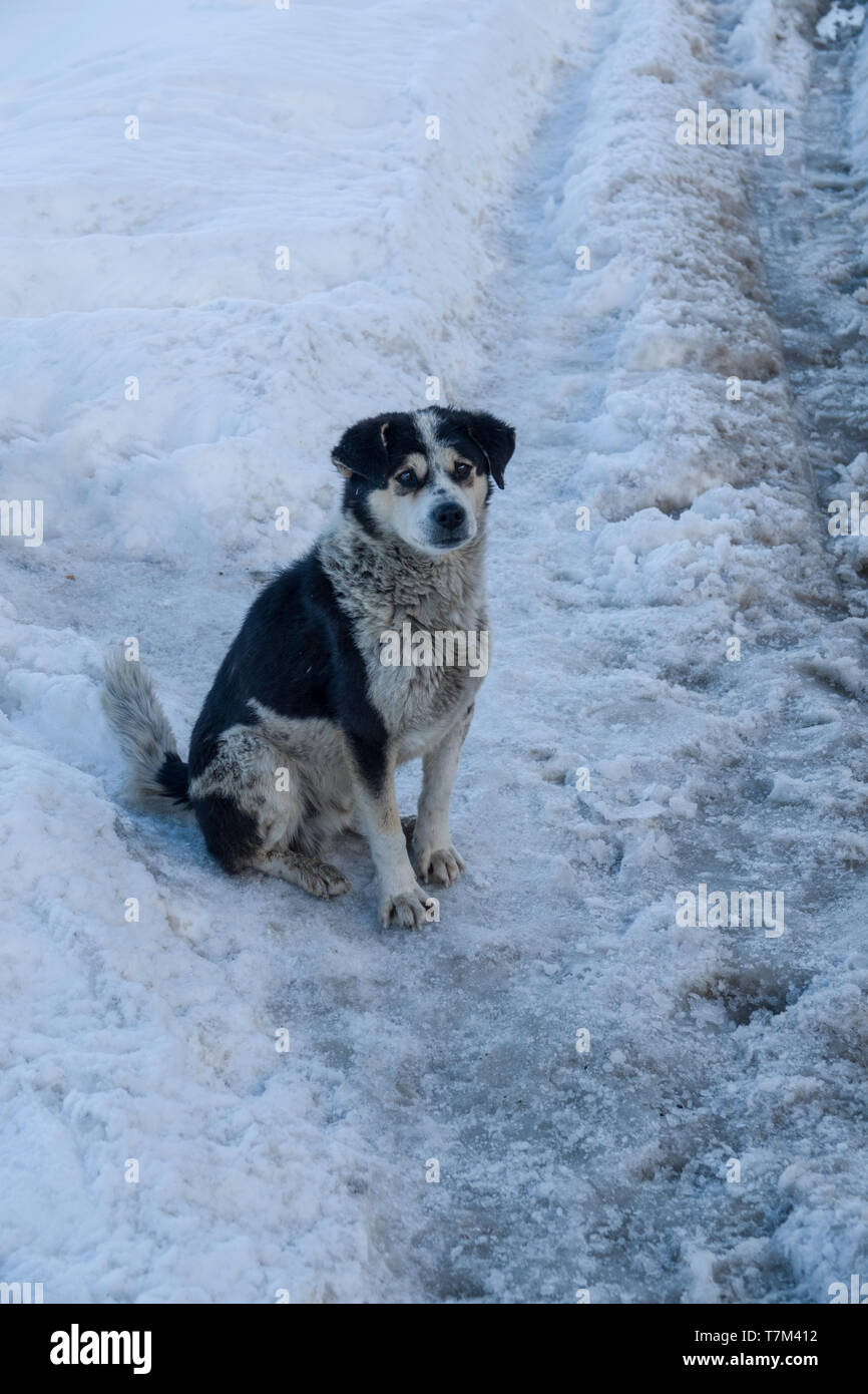 Inverno rigido a beautiful & neve lonely planet in Spiti Valley, Himachal Pradesh, India - Cani e gelido sfondo, icy strade scivolose Foto Stock