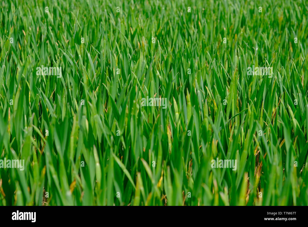 Verde giovane orzo Foto Stock