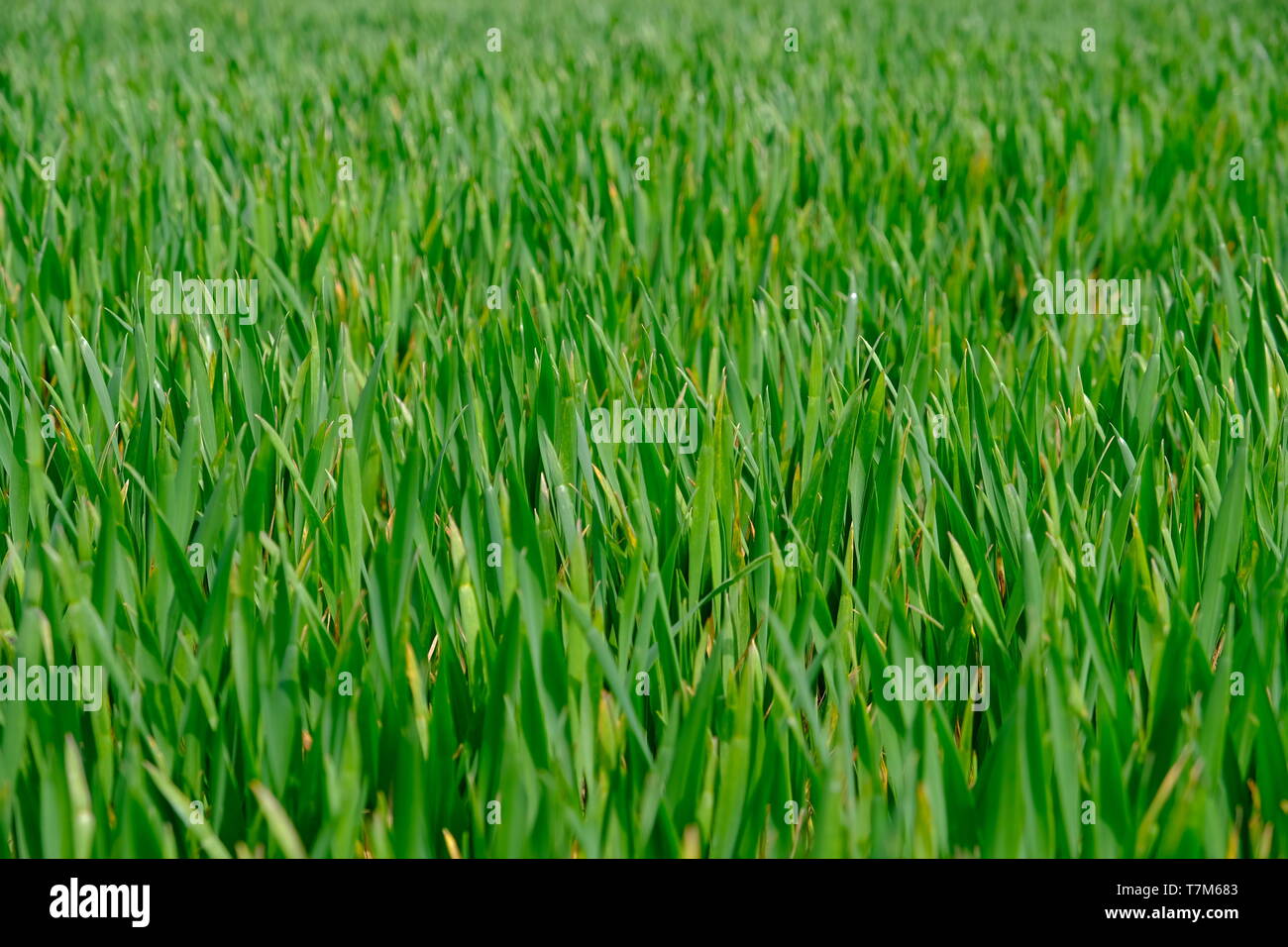 Verde giovane orzo Foto Stock