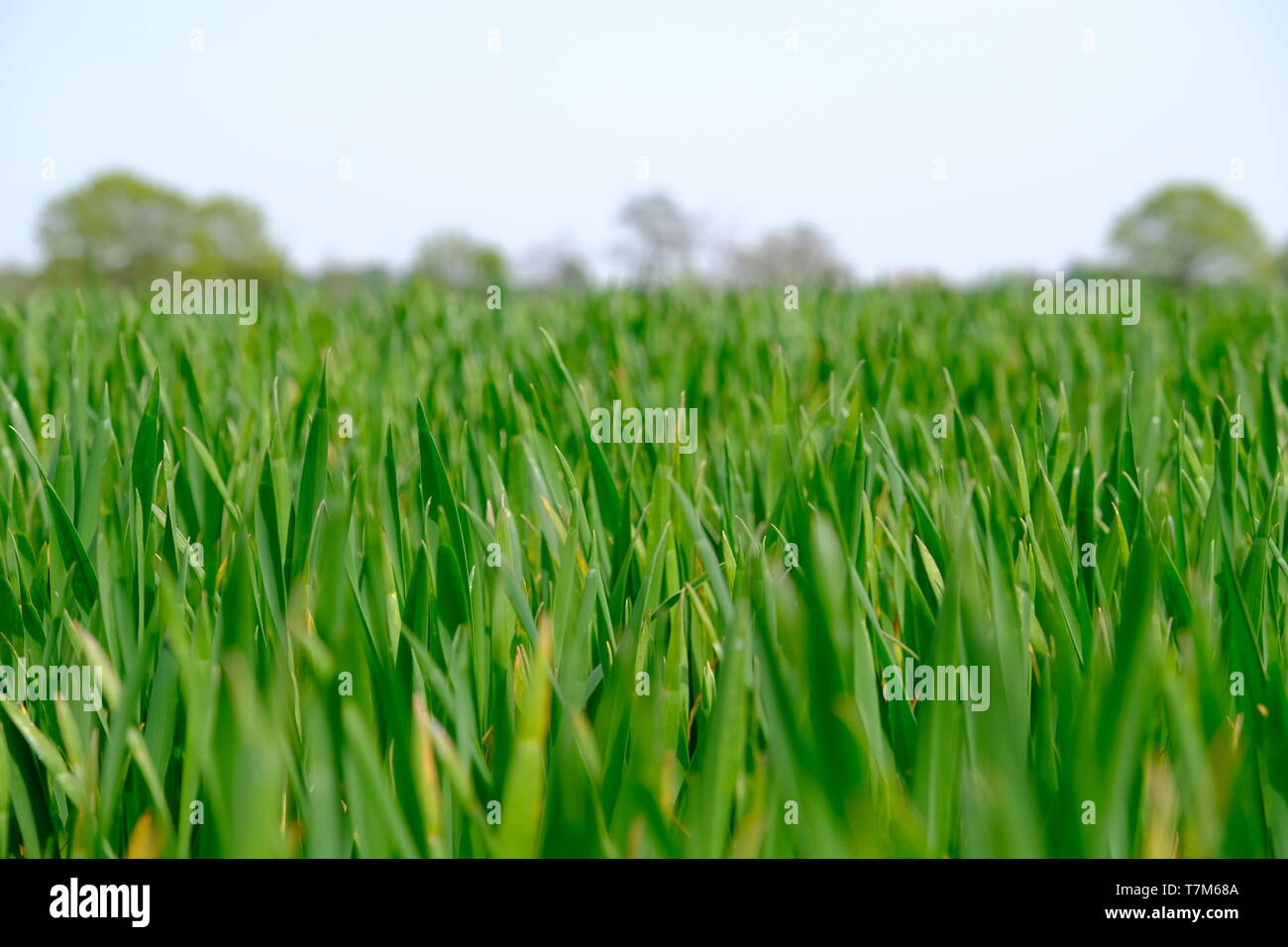 Verde giovane orzo Foto Stock