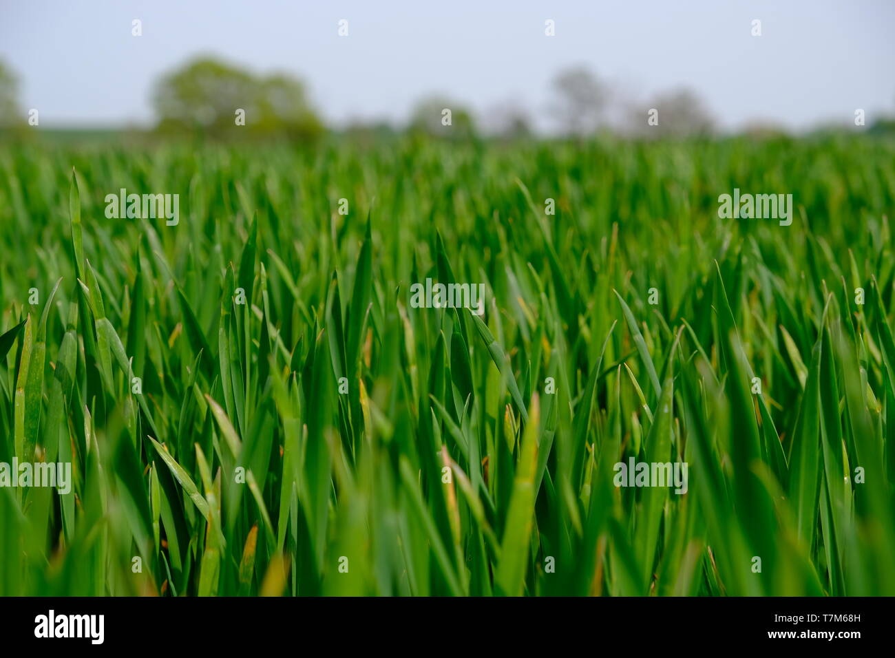 Verde giovane orzo Foto Stock