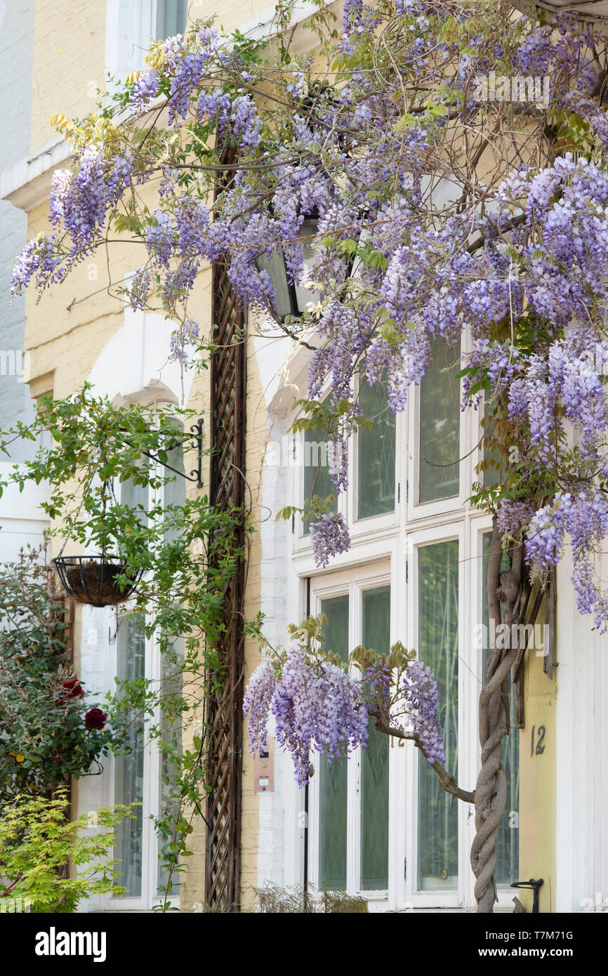 Il Glicine su una casa in primavera. Ennismore Gardens Mews, South Kensington, City of Westminster, Londra. Inghilterra Foto Stock