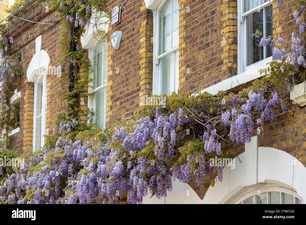 Il Glicine su una casa in primavera. Ennismore Gardens Mews, South Kensington, City of Westminster, Londra. Inghilterra Foto Stock