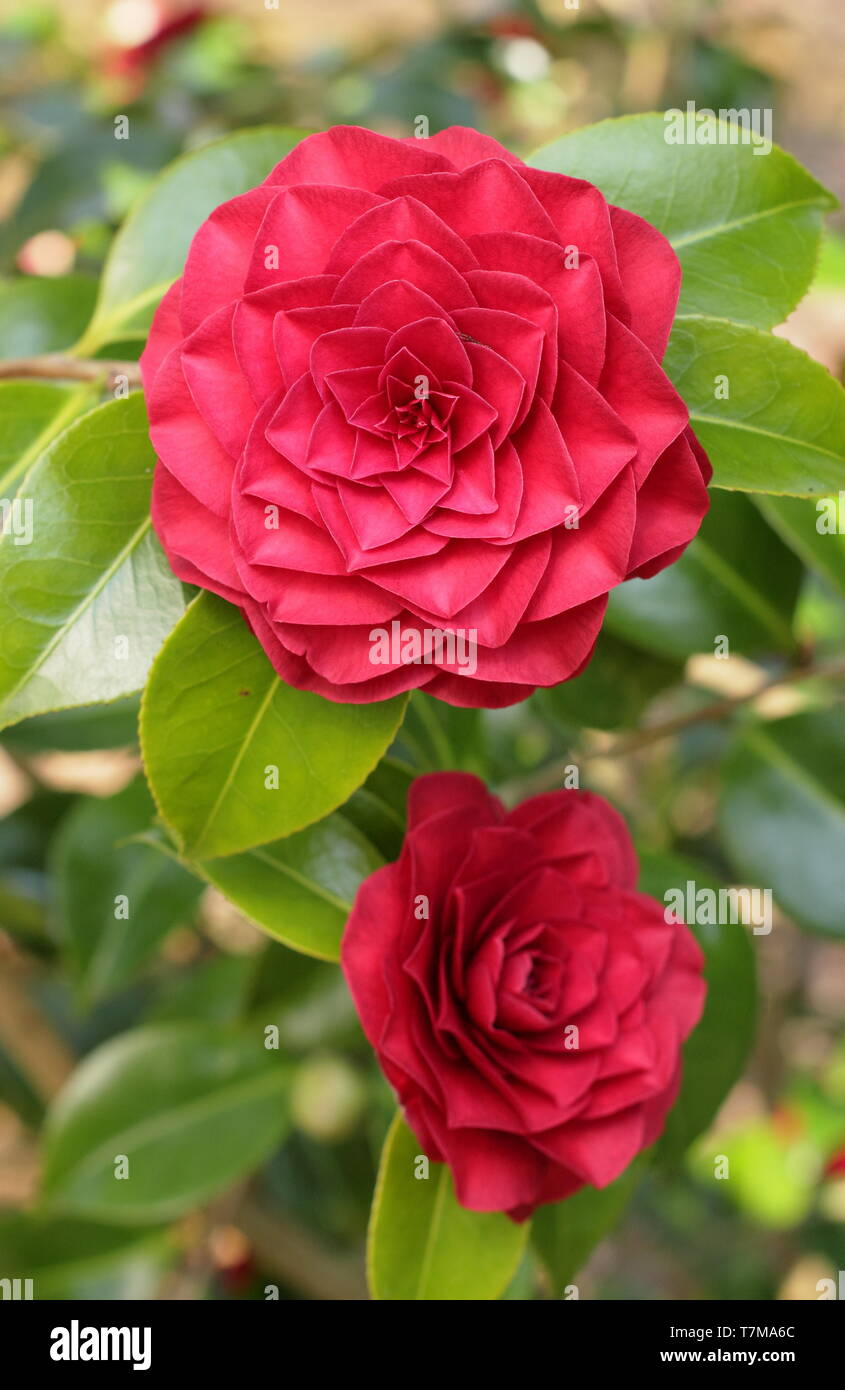 Camellia japonica 'Roger Hall', una doppia forma fiore in primavera, REGNO UNITO Foto Stock