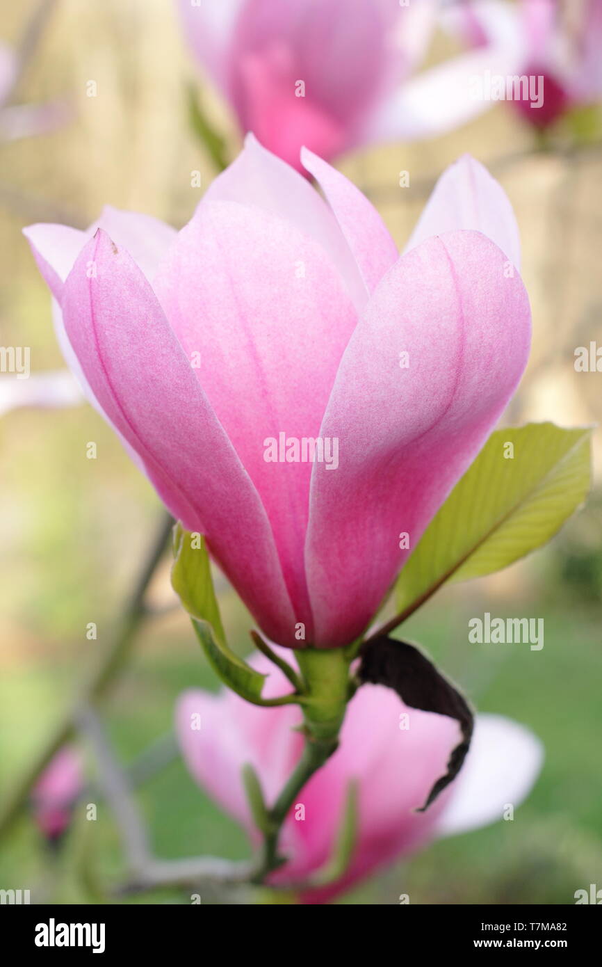 Fiori di Magnolia 'Sweetheart', fioritura in primavera - Aprile, REGNO UNITO Foto Stock