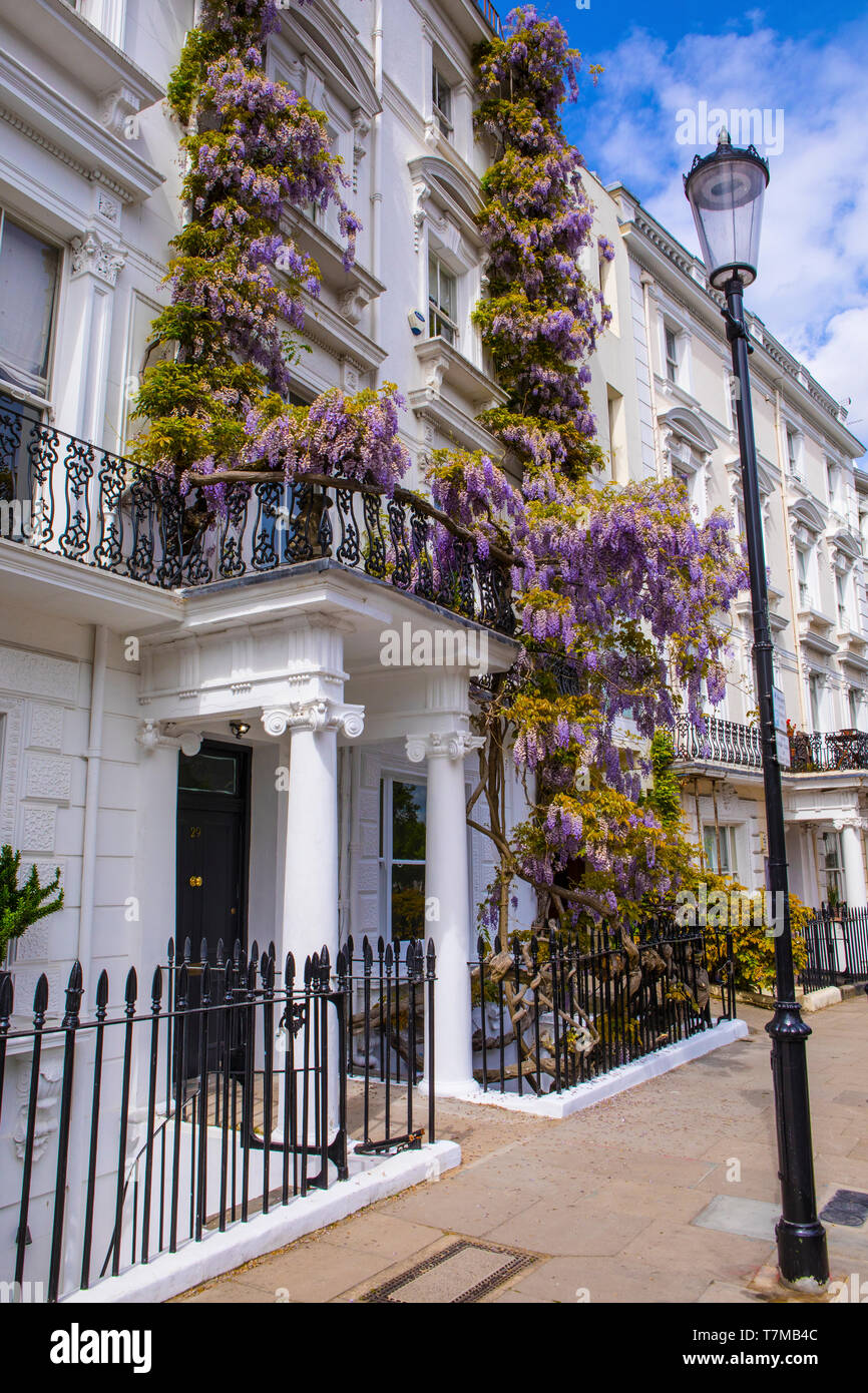 London, Regno Unito - 2 Maggio 2019: bellissimo glicine crescente sulla facciata di un edificio nella zona ovest di Londra, Regno Unito. Foto Stock