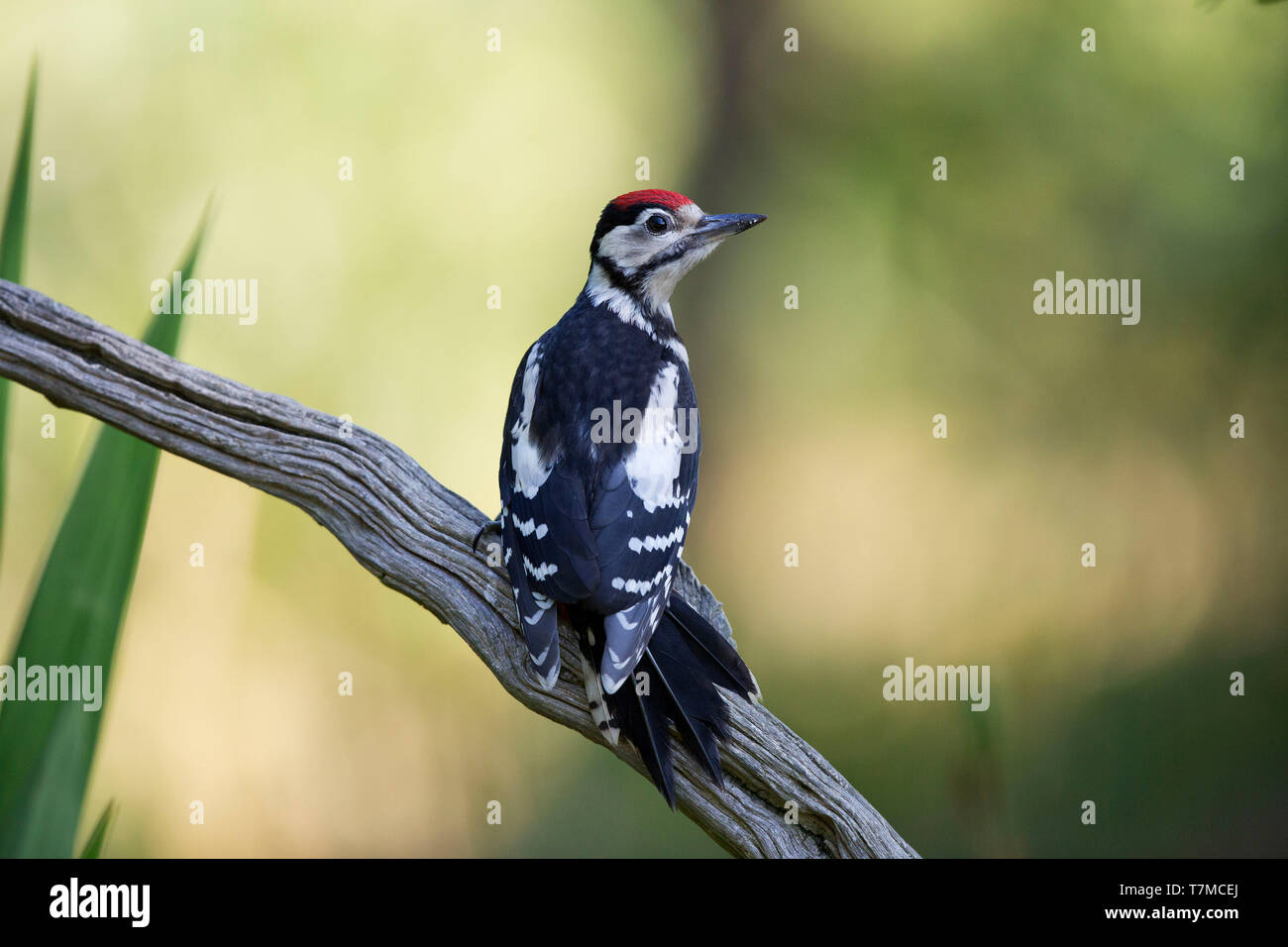 Il novellame di Picchio rosso maggiore, Dendrocopos major, su un ramo, West Grinstead, Horsham, West Sussex Foto Stock