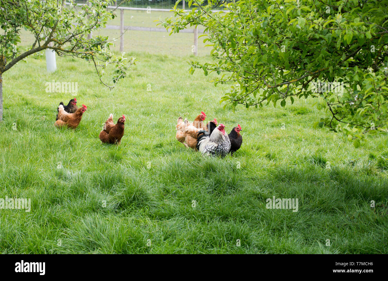 Free range pollo in fattoria Foto Stock