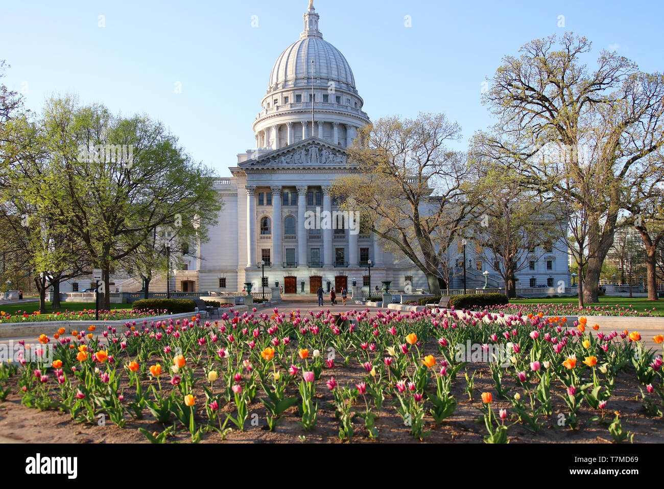 Wisconsin State Capitol Building vista a molla con letto di fiori con colori luminosi e tulipani su un primo piano. Città di Madison, la città capitale del Wisconsin Foto Stock