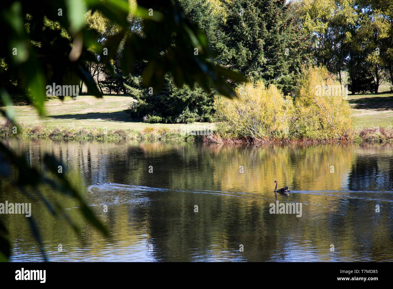 Black Swan e la folaga nuoto sul lago Moana Nui in Tokaroa, sud Waikato autunnali con gli alberi di salice e canne in background che riflettono Foto Stock