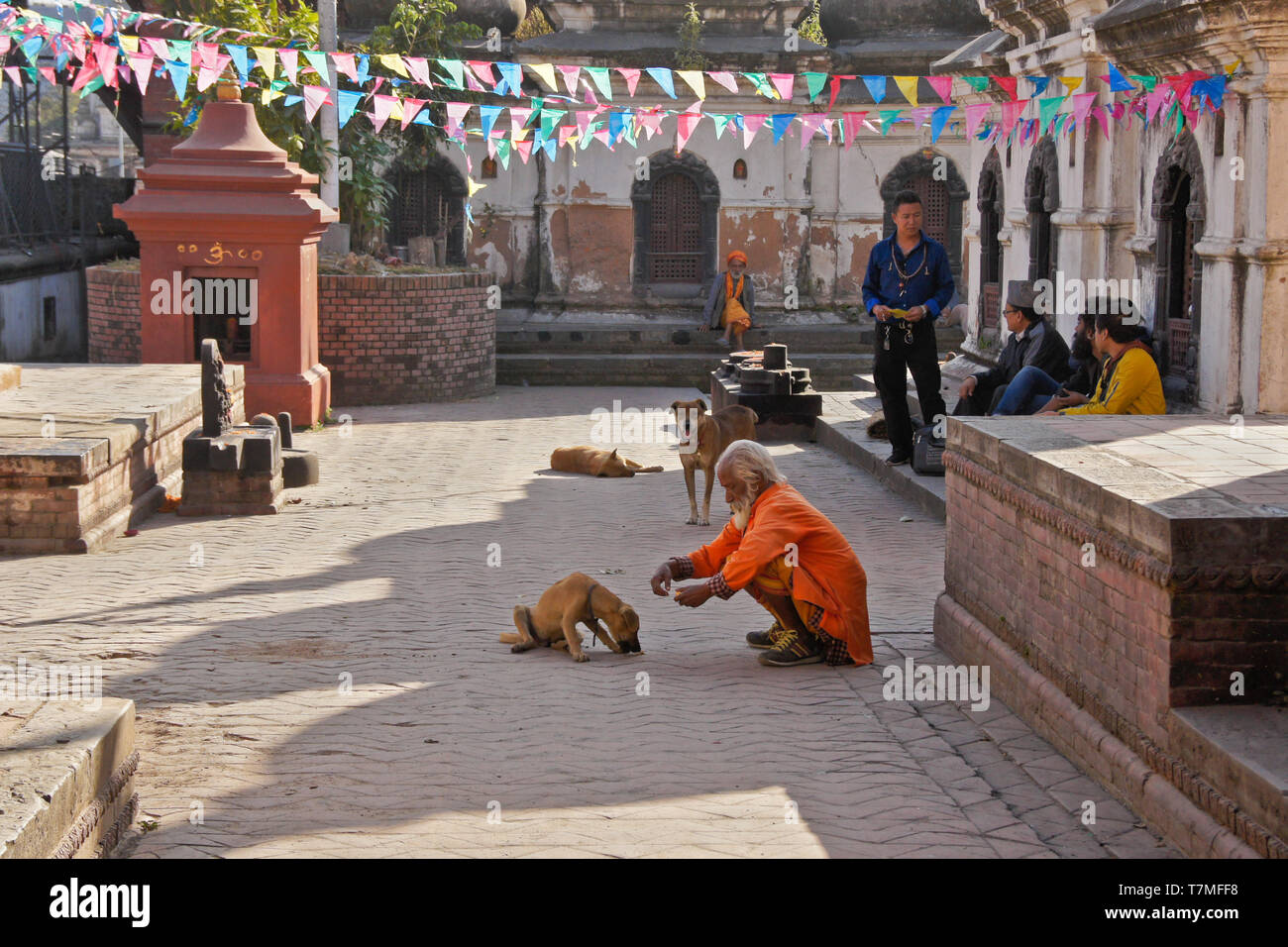 Un indù uomo santo (sadhu) alimenta un cane nel cortile di un tempio di Pashupatinath complessa, Valle di Kathmandu, Nepal Foto Stock