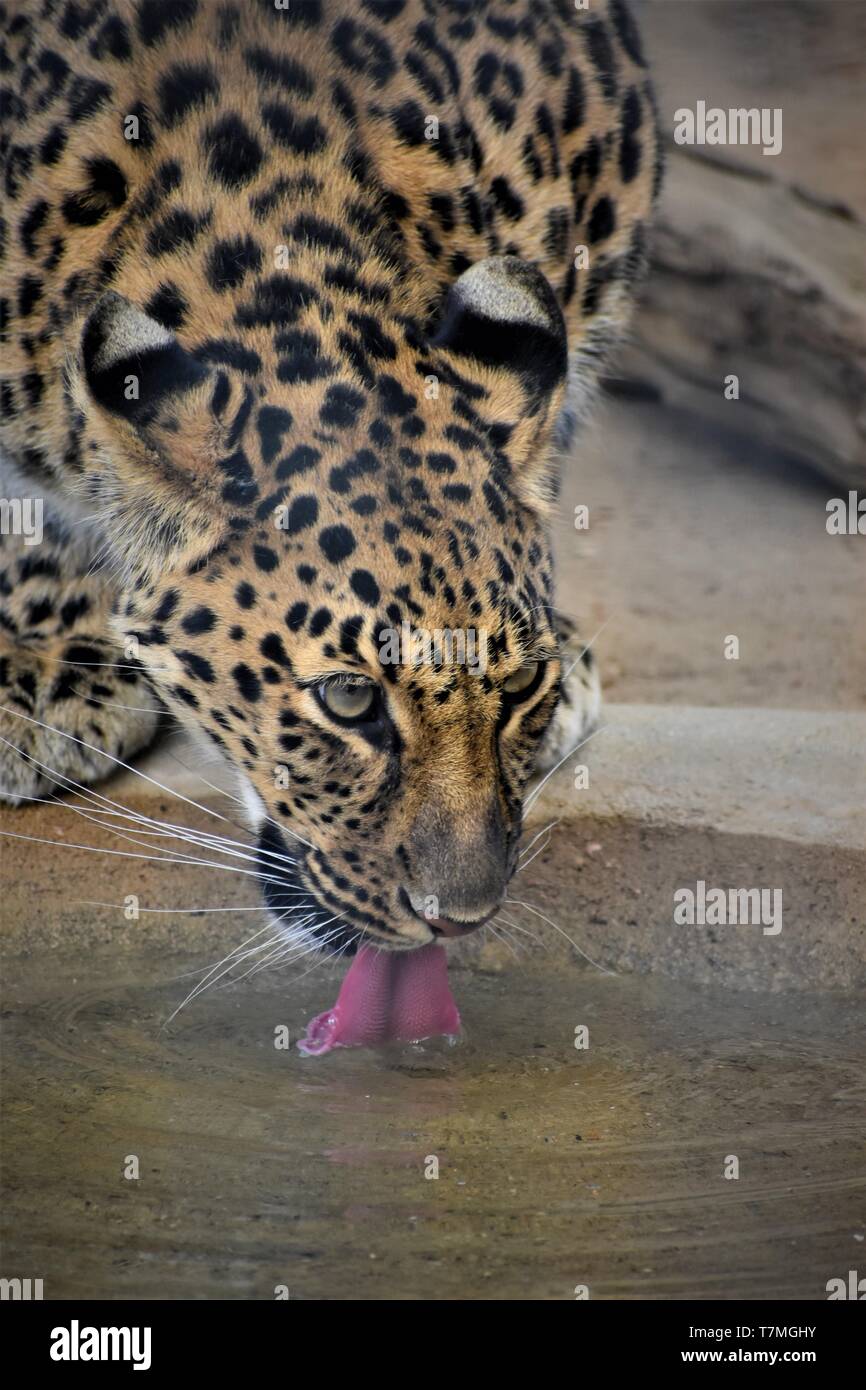 Leopardo dell'Amur Foto Stock