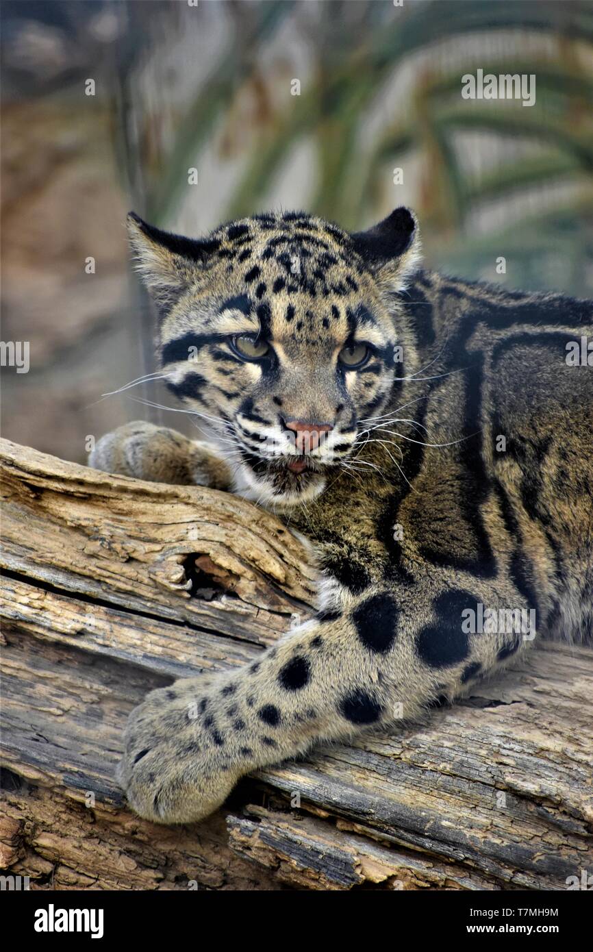 Gatto di pesca Foto Stock