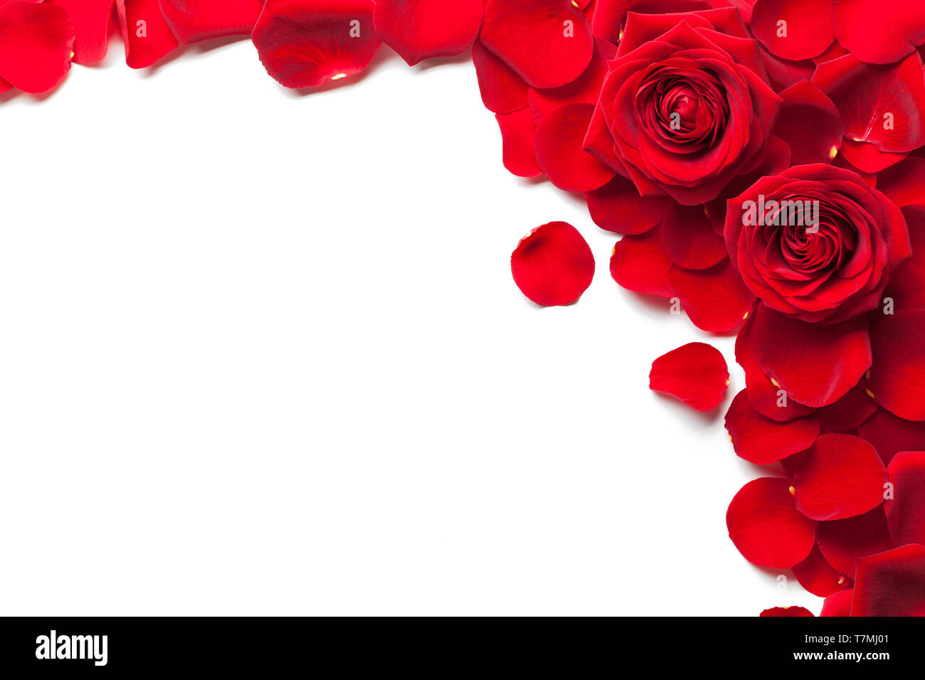 Rose rosse e petali di rosa isolato sfondo bianco Foto Stock