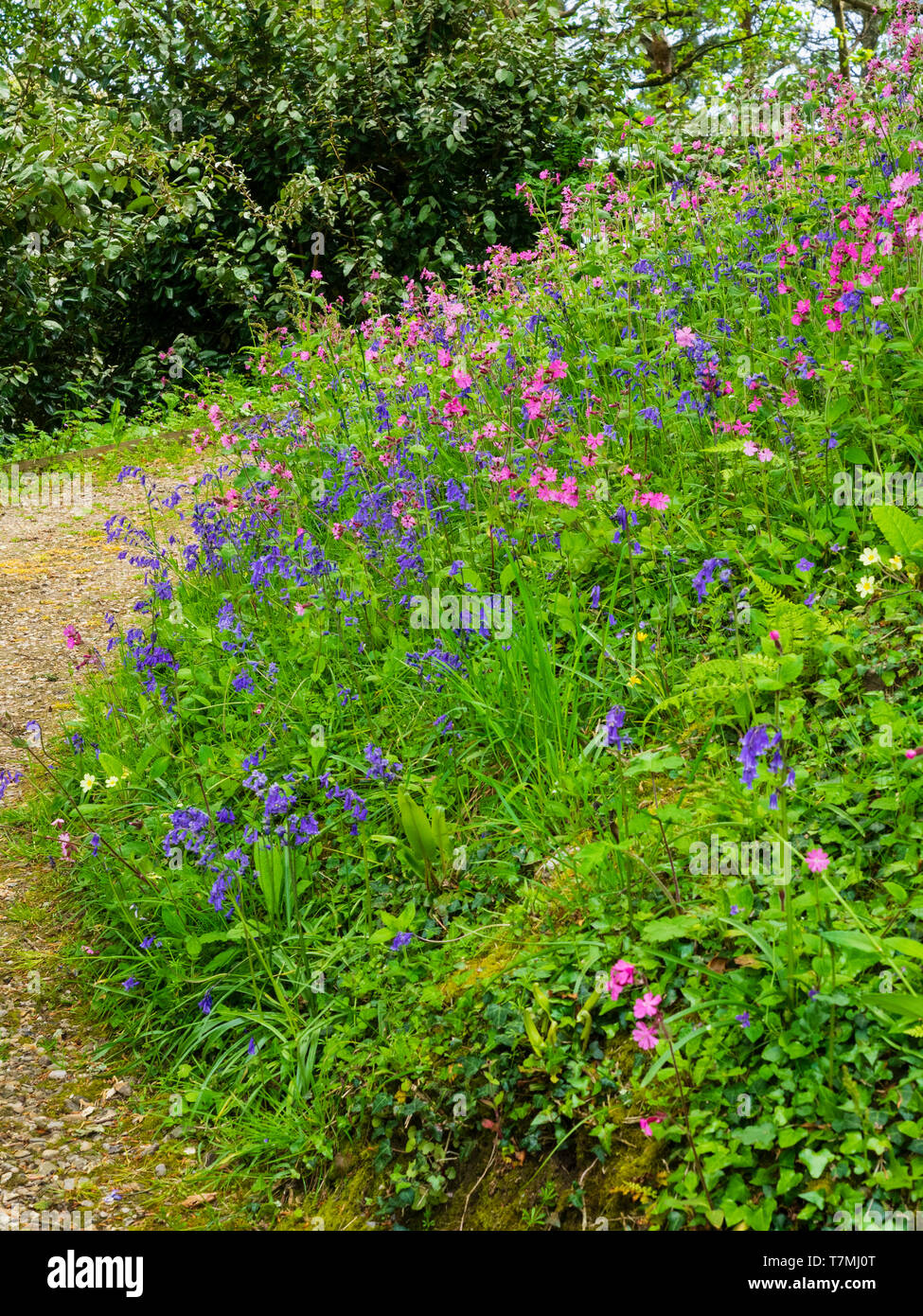 La molla fiori selvatici, principalmente bluebells, Hyacinthus non scriptus, e rosso campion, Silene dioica, su un Devon banca di bosco Foto Stock