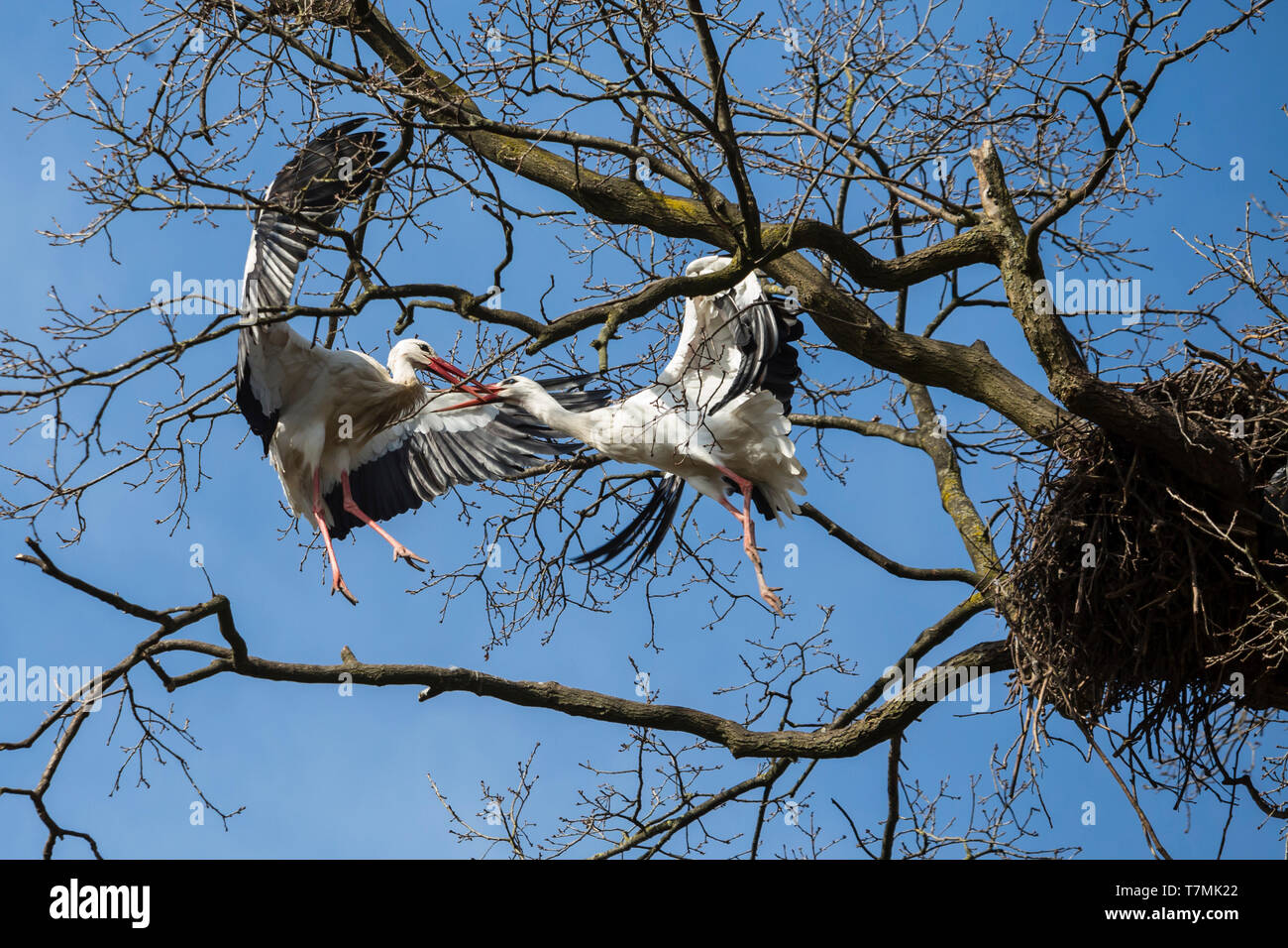 Cicogna bianca (Ciconia ciconia). Due uccelli in lotta per un nido in un albero. Germania Foto Stock