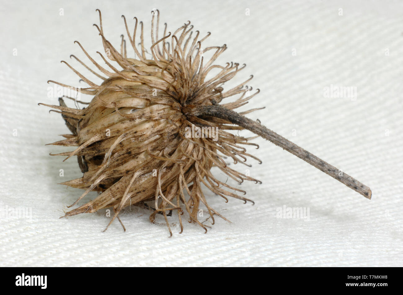 Pelosi (Bardana Arctium tomentosum). Semi di fico d'india testa isolata su bianco. Germania Foto Stock