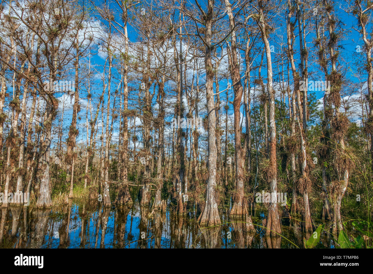 Big Cypress National Preserve. Sentiero Tamiami per voli. Florida del sud. Stati Uniti d'America Foto Stock