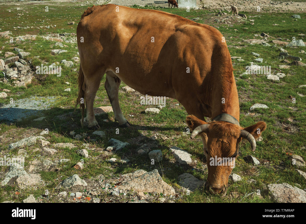 Mucca pascolare sui pascoli poveri riempiti con pietre sulle alture della Serra da Estrela. La catena montuosa più alta nella parte continentale del Portogallo. Foto Stock