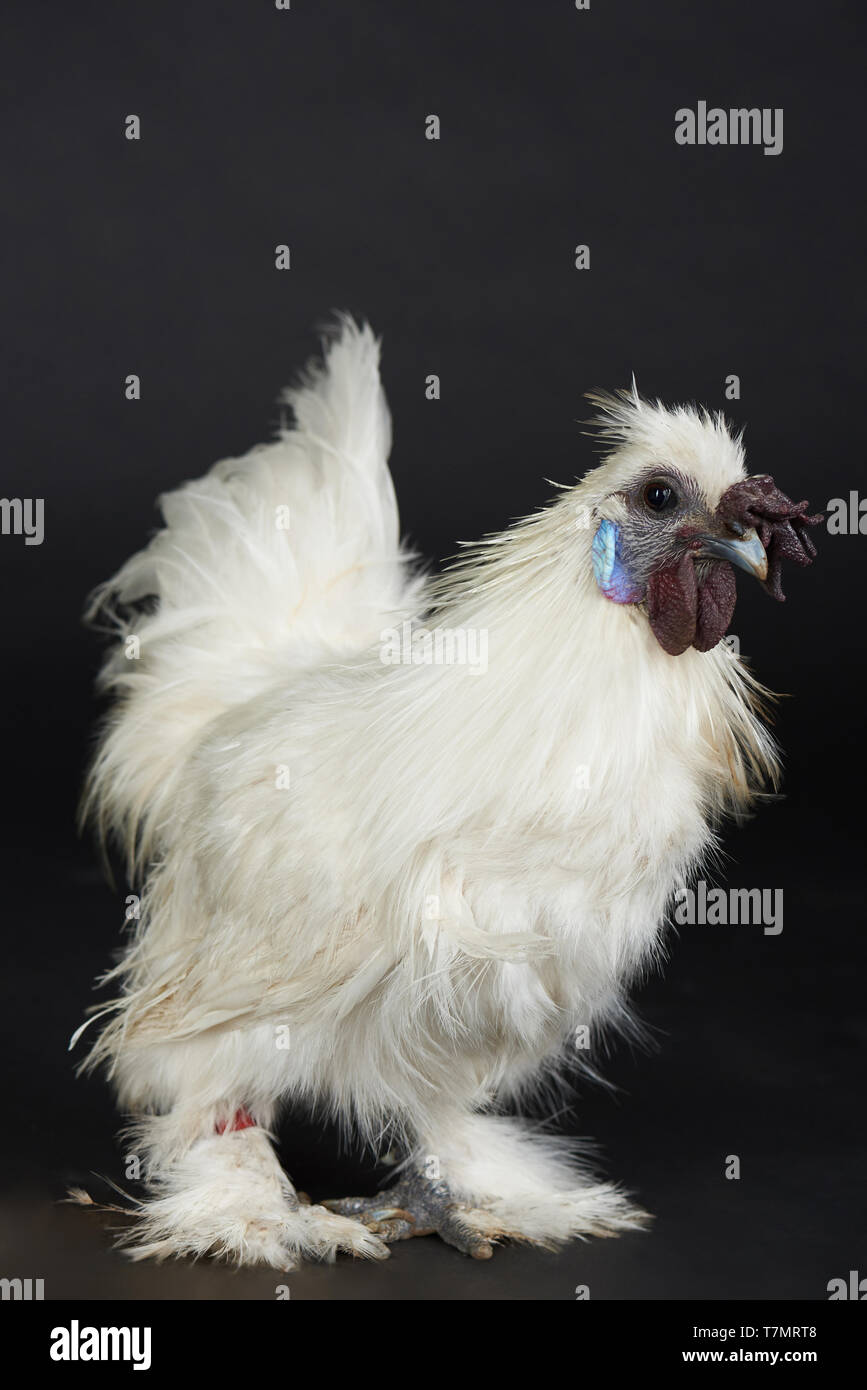 Bianchi e soffici chicken isolato su sfondo nero Foto Stock