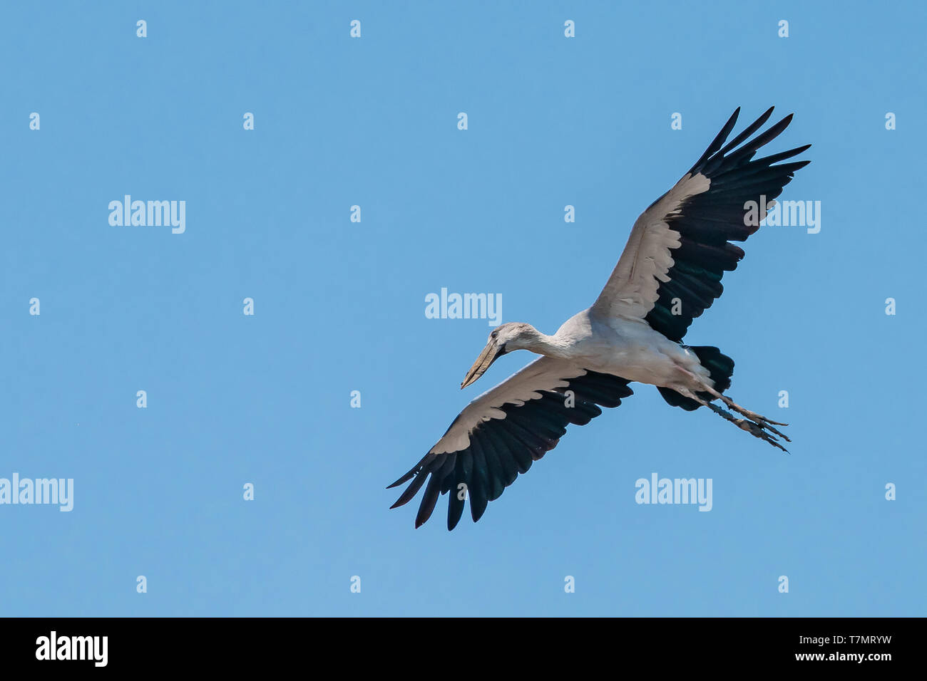 Asian openbill stork volare con ali ampiamente diffuso con il cielo azzurro come sfondo Foto Stock