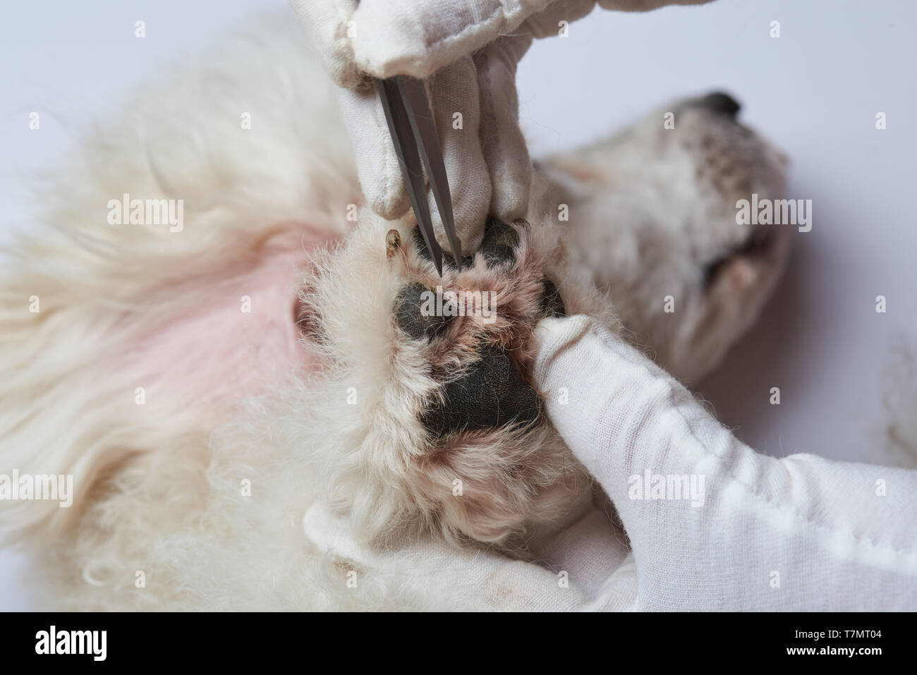 Vet controllo zampa del cane. Cane con ferite zampa tema Foto Stock