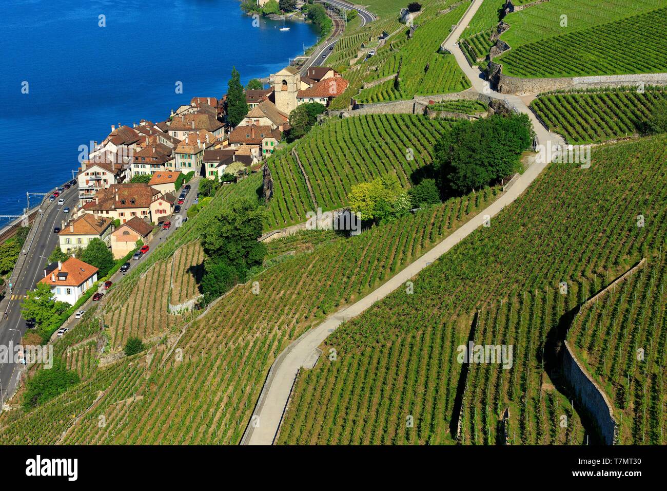 La Svizzera, canton Vaud, sul Lago di Ginevra, Lavaux osui distretto, Lavaux, vigneti terrazzati, Sito Patrimonio Mondiale dell'UNESCO, Saint Saphorin (vista aerea) Foto Stock
