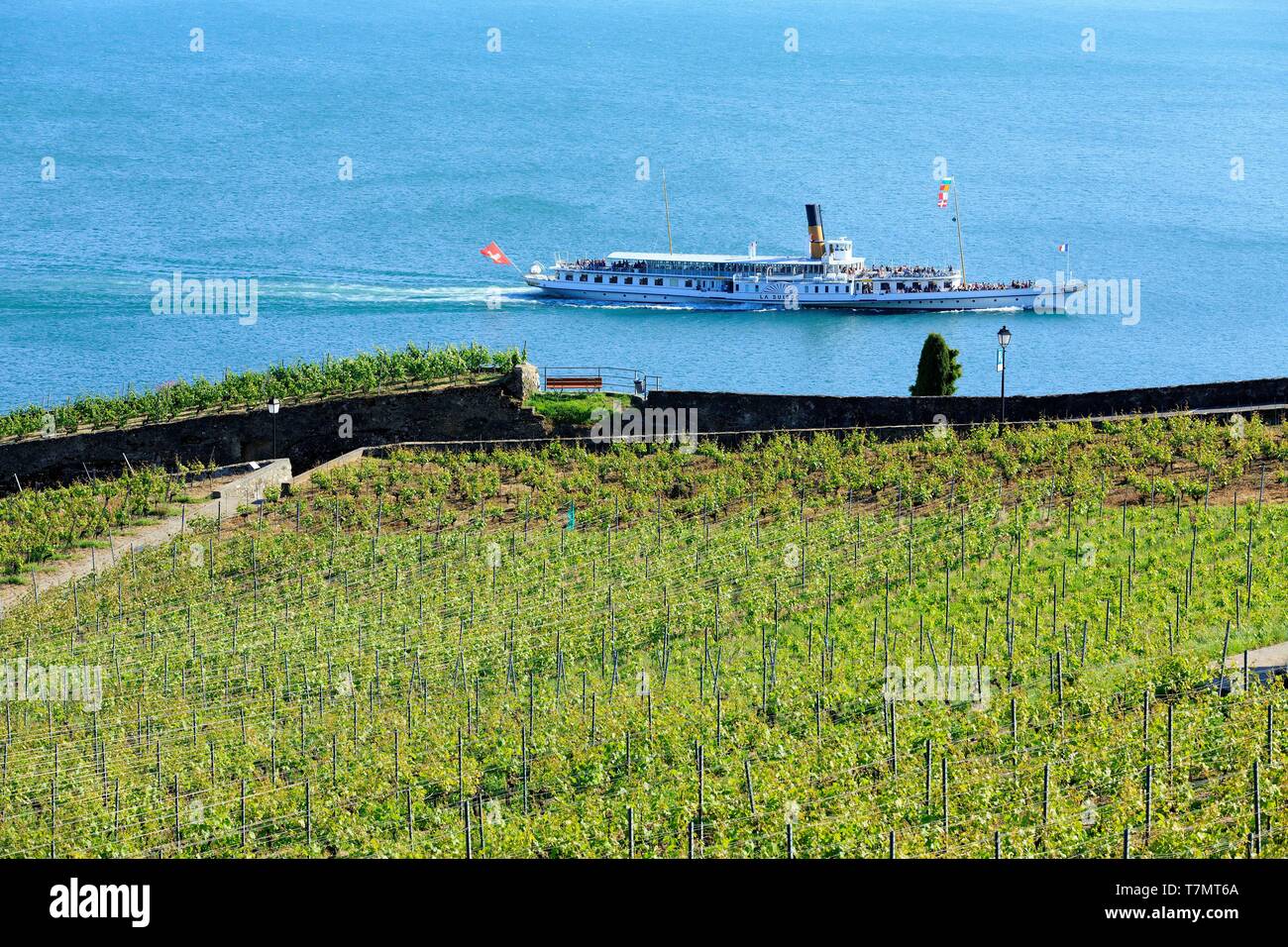 La Svizzera, canton Vaud, sul Lago di Ginevra, Lavaux osui distretto, vigneti terrazzati, Sito Patrimonio Mondiale dell'UNESCO, Rivaz, nave da crociera Foto Stock