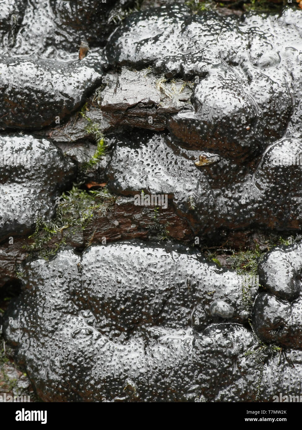 Kretzschmaria deusta, noto come fragili cinder fungo, un importante agente patogeno degli alberi del parco Foto Stock