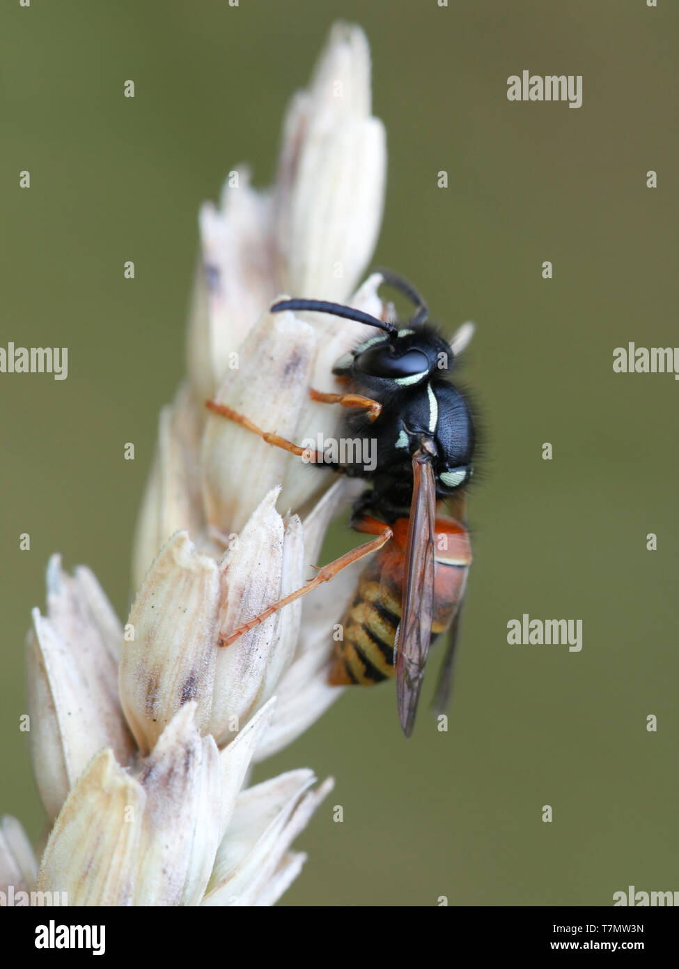 Vespula rufa, comunemente noto come il red wasp Foto Stock