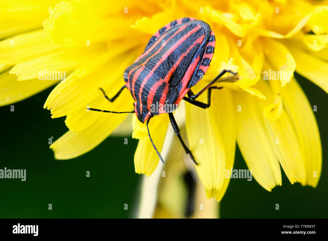 Bug con striping o menestrello bug, Graphosoma lineatum. una specie di scudo bug nella famiglia Pentatomidae Foto Stock