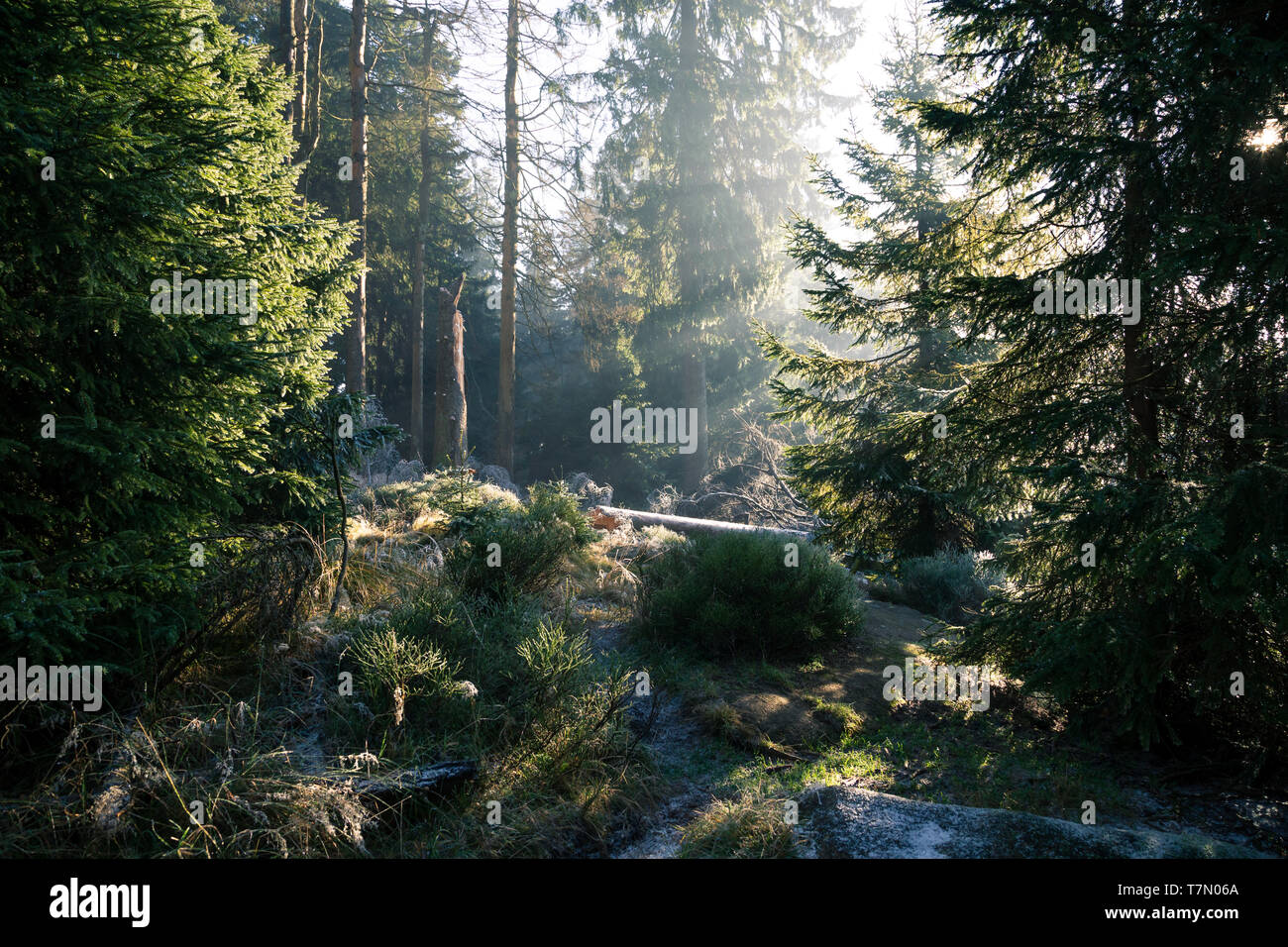 La luce del mattino nella foresta. I raggi del sole penetrano la congelati della foresta nel Parco Nazionale di Harz Foto Stock