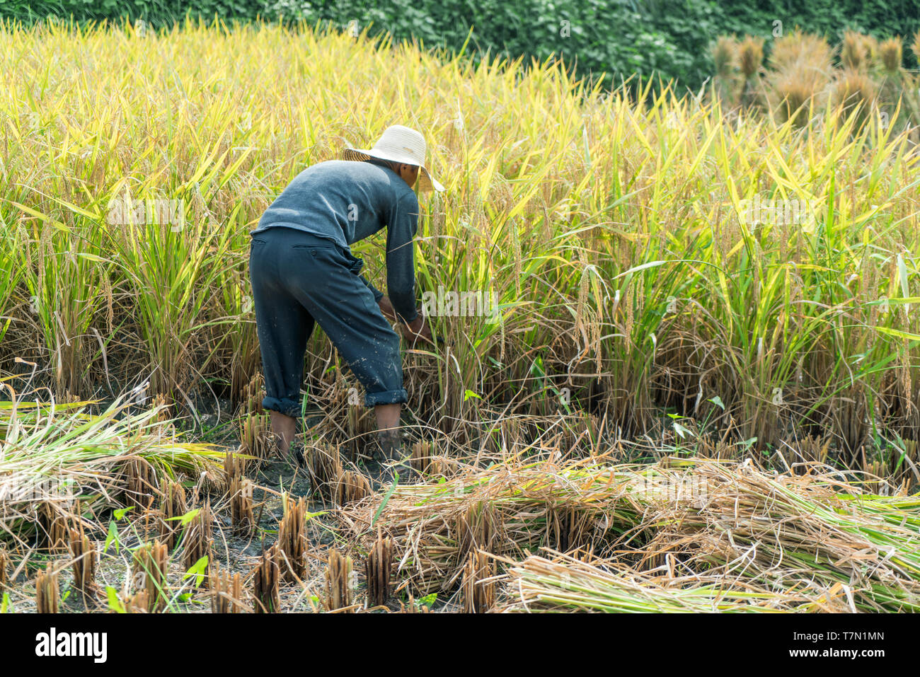Nella provincia del Hunan, Cina - 15/09/2017: uomo cinese la mietitura del riso su un campo di riso. Foto Stock