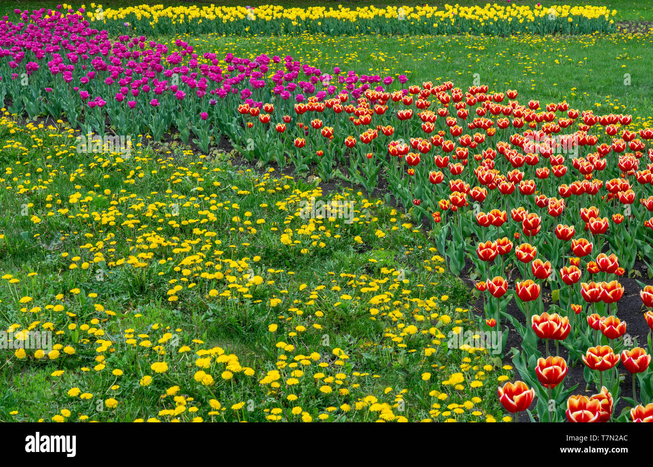 Molla, Tulip fiori nella progettazione dei parchi della città di colori diversi e in diverse combinazioni di close-up Foto Stock