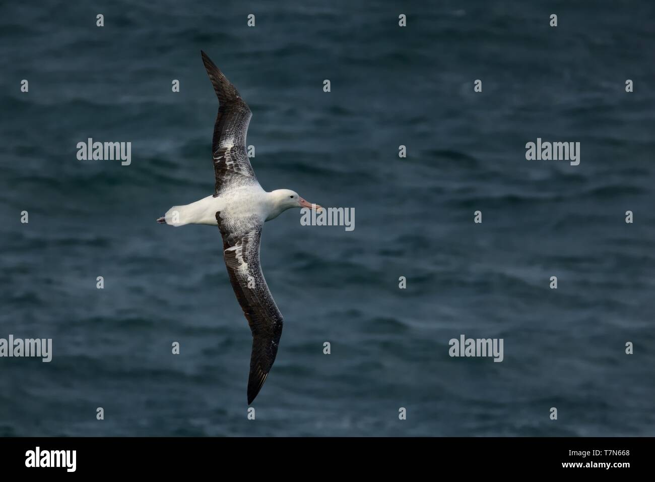 Diomedea epomophora - Southern Royal Albatross volare al di sopra del mare in Nuova Zelanda vicino alla penisola di Otago, Isola del Sud Foto Stock