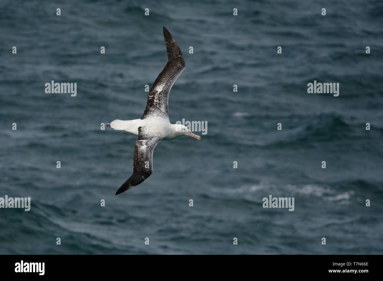 Diomedea epomophora - Southern Royal Albatross volare al di sopra del mare in Nuova Zelanda vicino alla penisola di Otago, Isola del Sud. Foto Stock