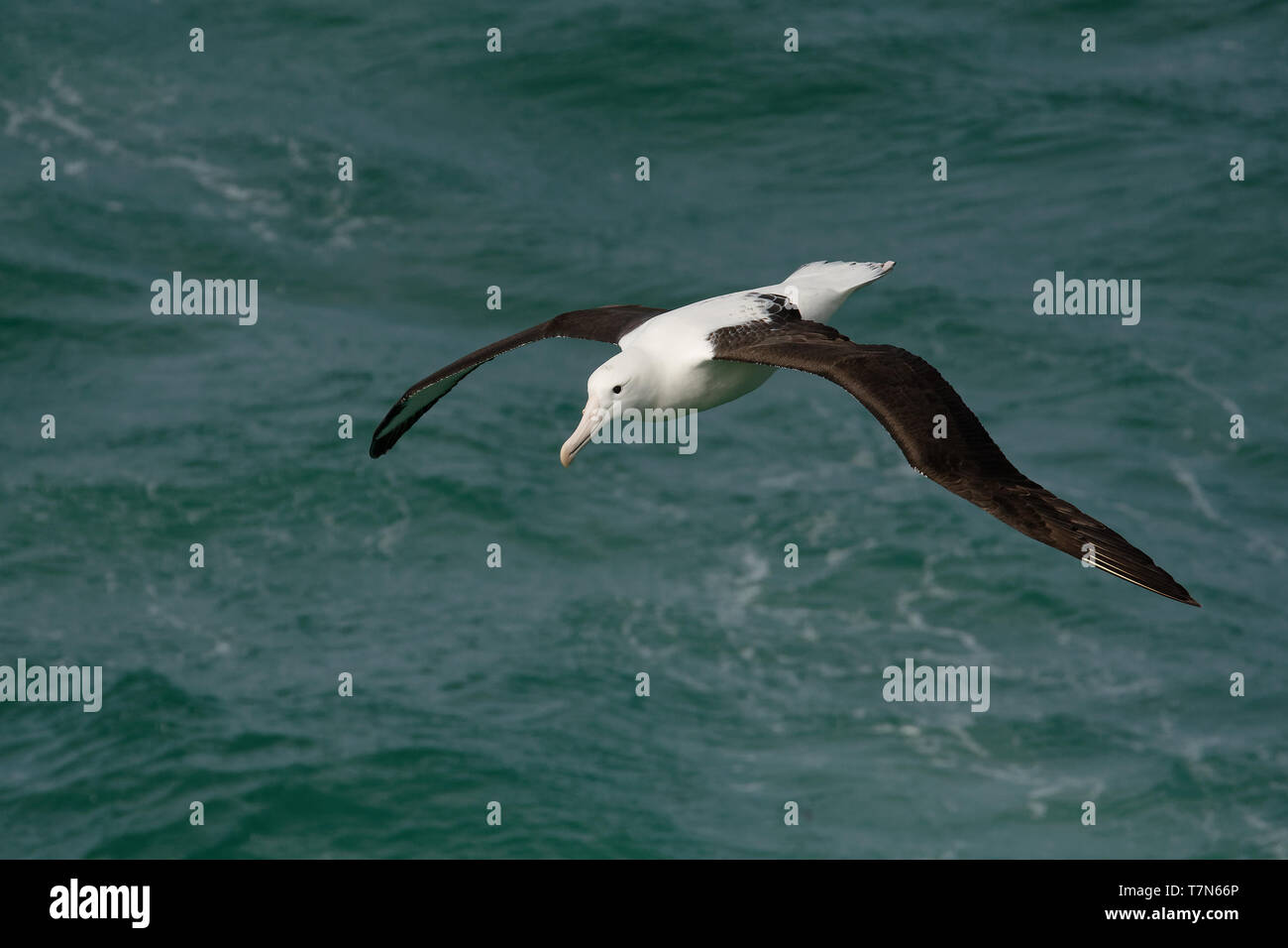 Diomedea sanfordi - Northern Royal Albatross volare al di sopra del mare in Nuova Zelanda vicino alla penisola di Otago, Isola del Sud. Foto Stock