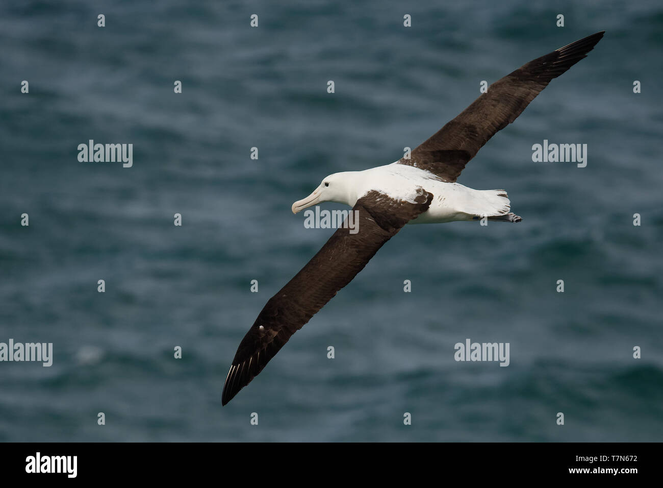 Diomedea sanfordi - Northern Royal Albatross volare al di sopra del mare in Nuova Zelanda vicino alla penisola di Otago, Isola del Sud. Foto Stock